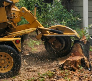 Stump Removal Hewlett