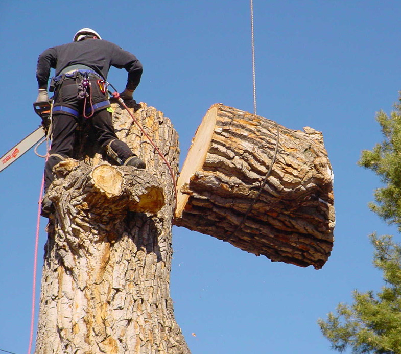 Tree Trimming Norwalk