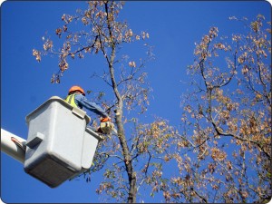 Laurel tree pruning