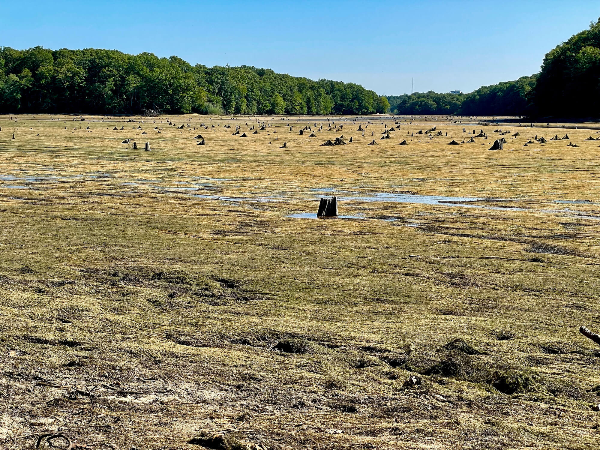 Vast field of stumps and grass