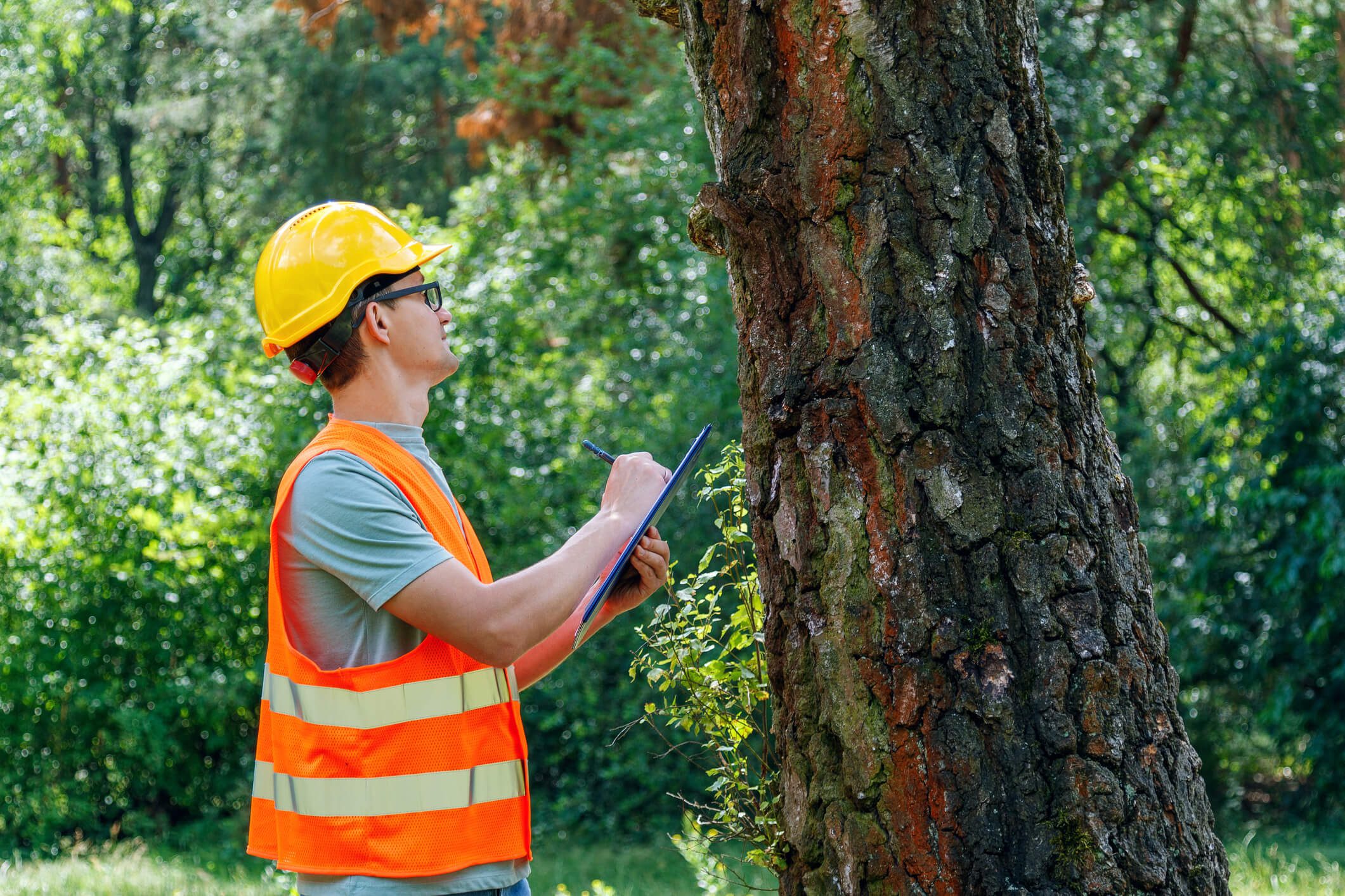 Worker inspecting tree with clipboard