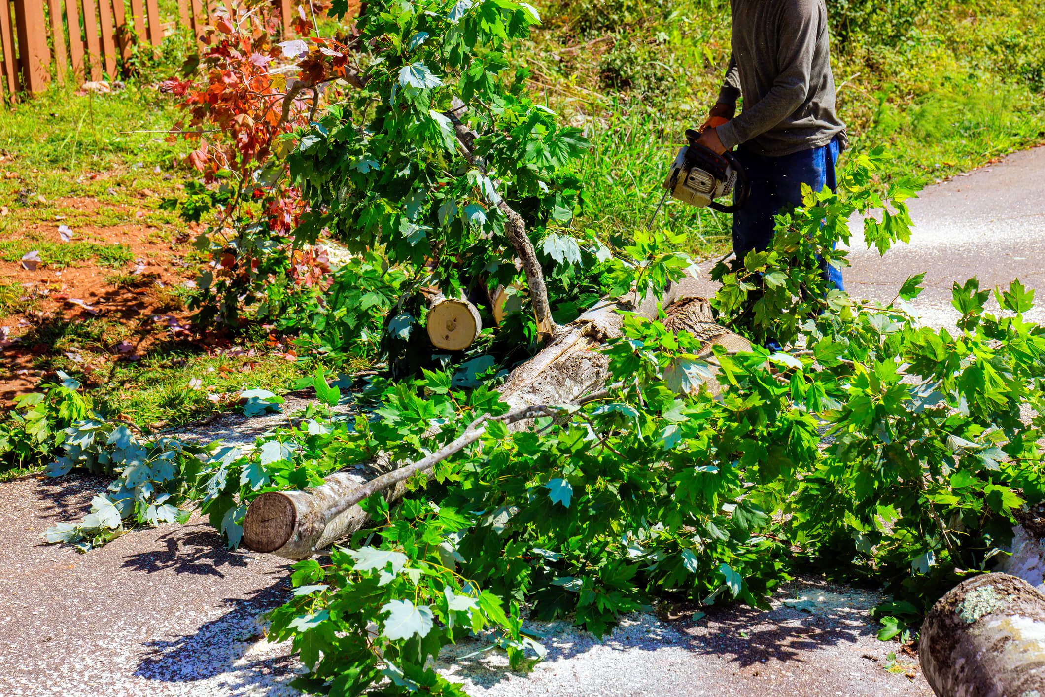 Fallen branches on a paved path