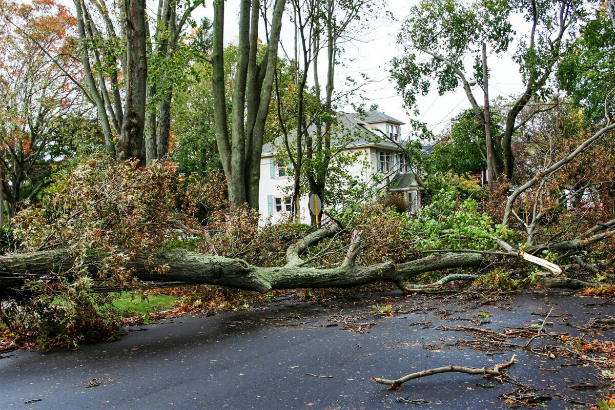 Tree obstructing road near house